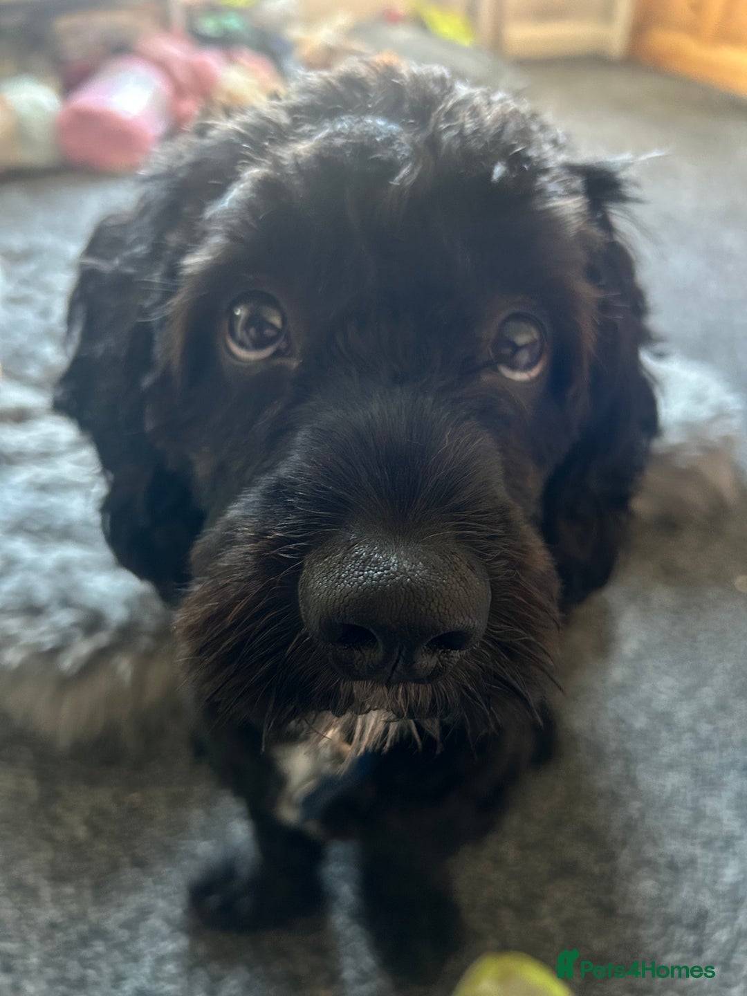 Cavapoo dogs for stud: Smudge - Image 1