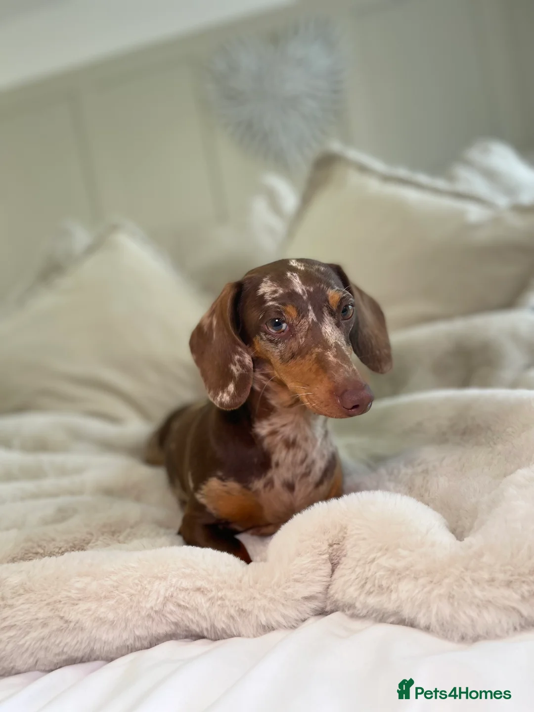 Miniature Dachshund dogs for sale: Kennel club Miniature Dachshund PRA Clear  - Advert 1