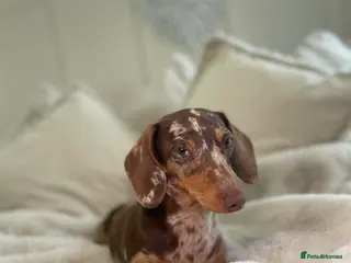 Miniature Dachshund dogs Kennel club Miniature Dachshund PRA Clear - Advert 2