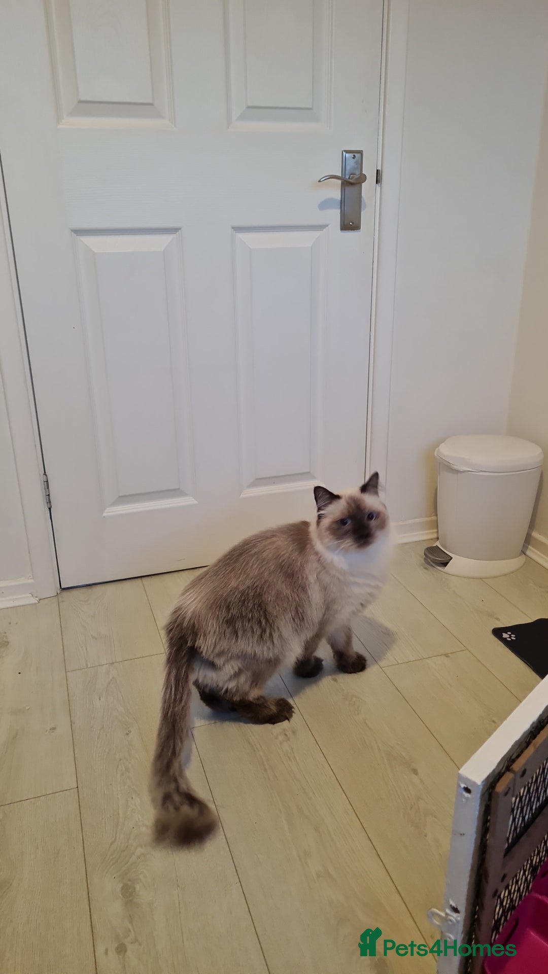 Mixed Breed cats for adoption: Ambrose is looking for love - Advert 6