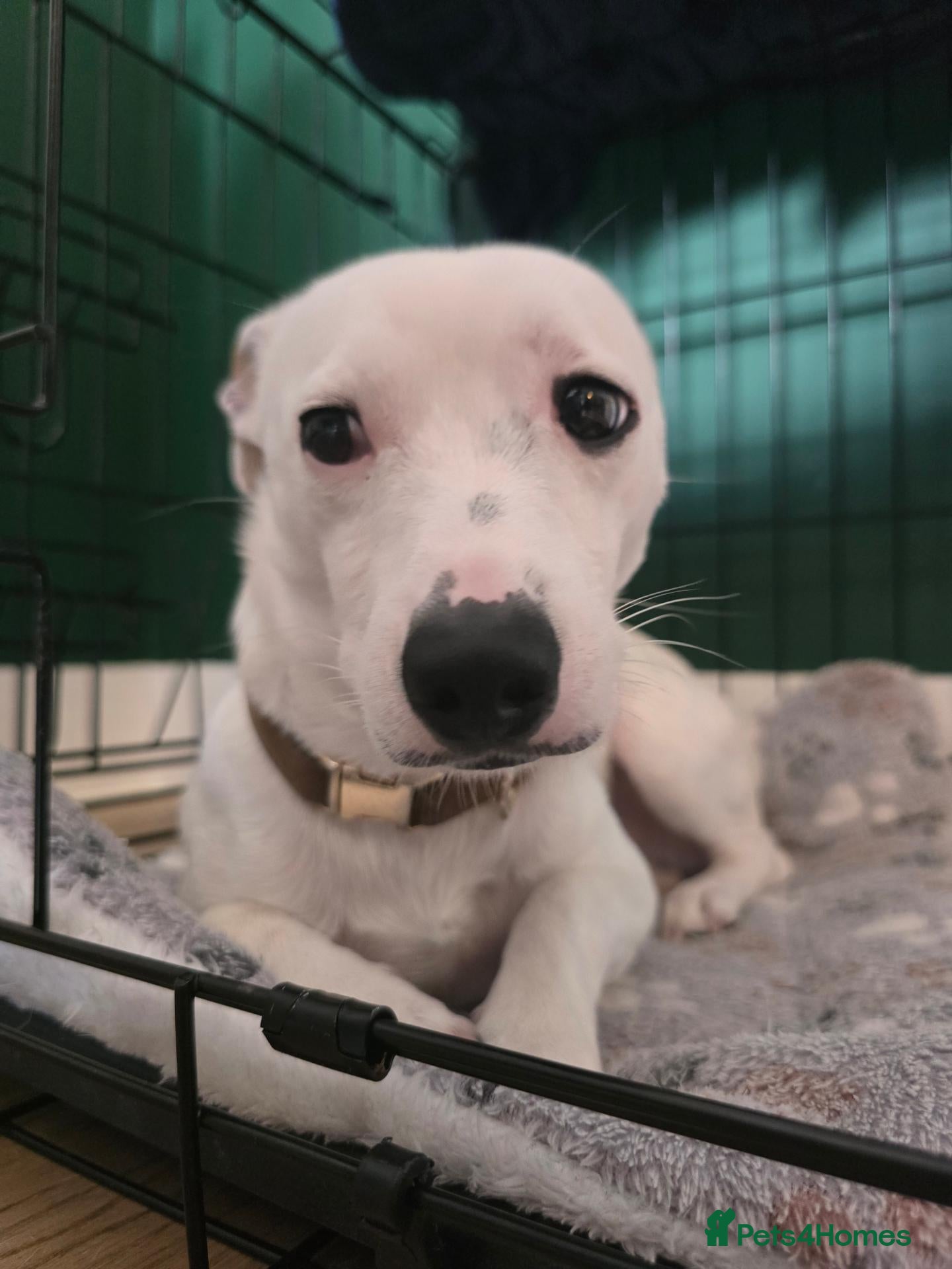 Jack Russell dogs Piksel - Advert 1