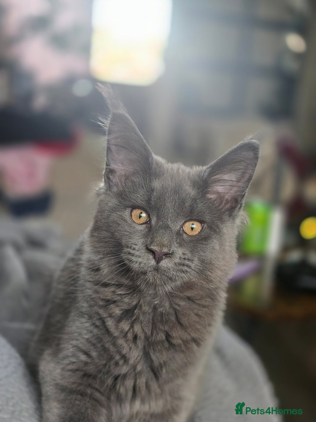 Maine Coon cats for sale: Blue Beautiful baby Milo  - Advert 4