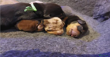 Miniature Dachshund dogs - Advert 1