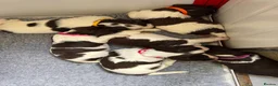 English Springer Spaniel dogs for sale: KC Reg Springer Spaniels in Didcot - Advert 3