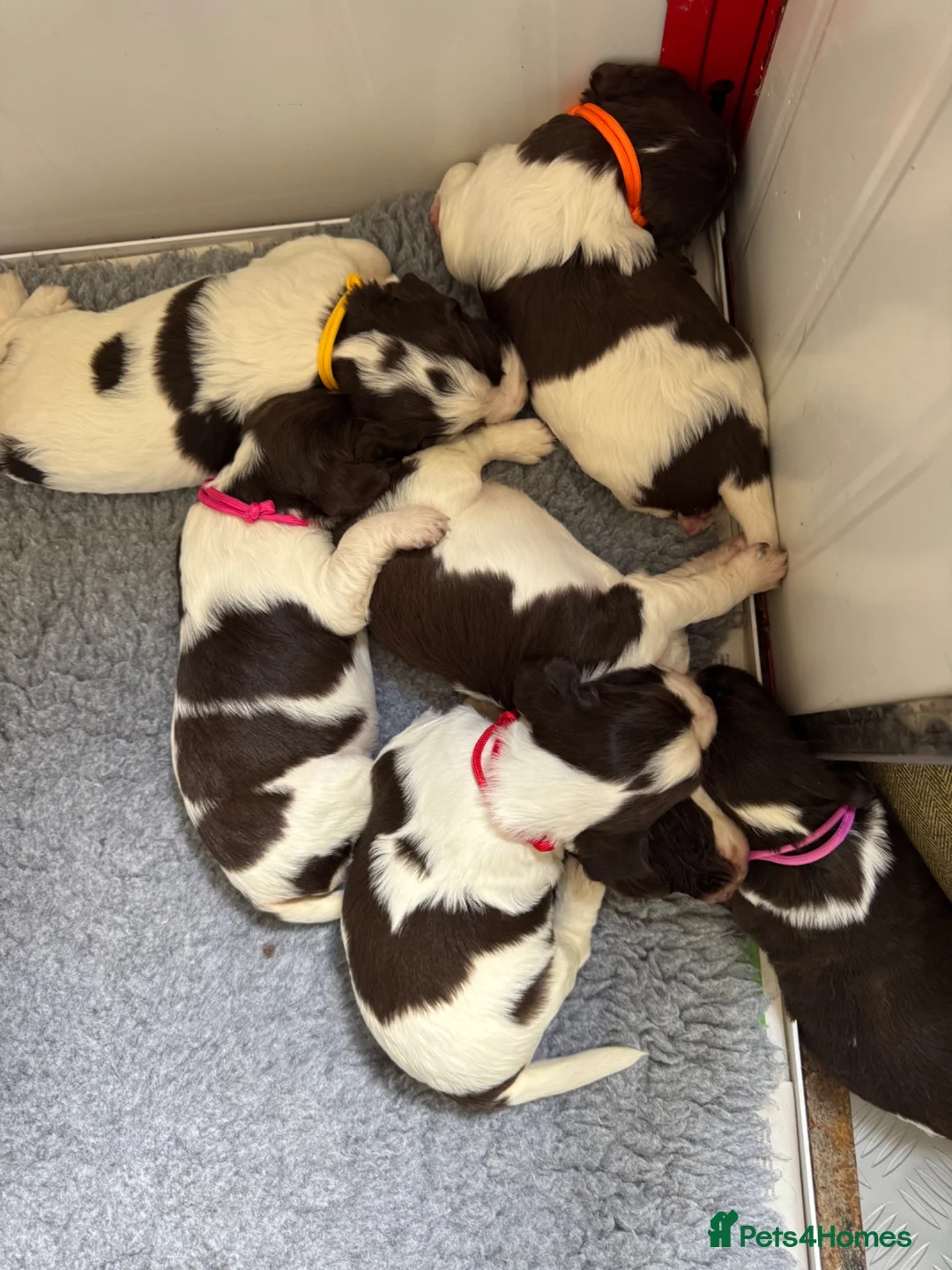English Springer Spaniel dogs for sale: KC Reg Springer Spaniels in Didcot - Advert 3