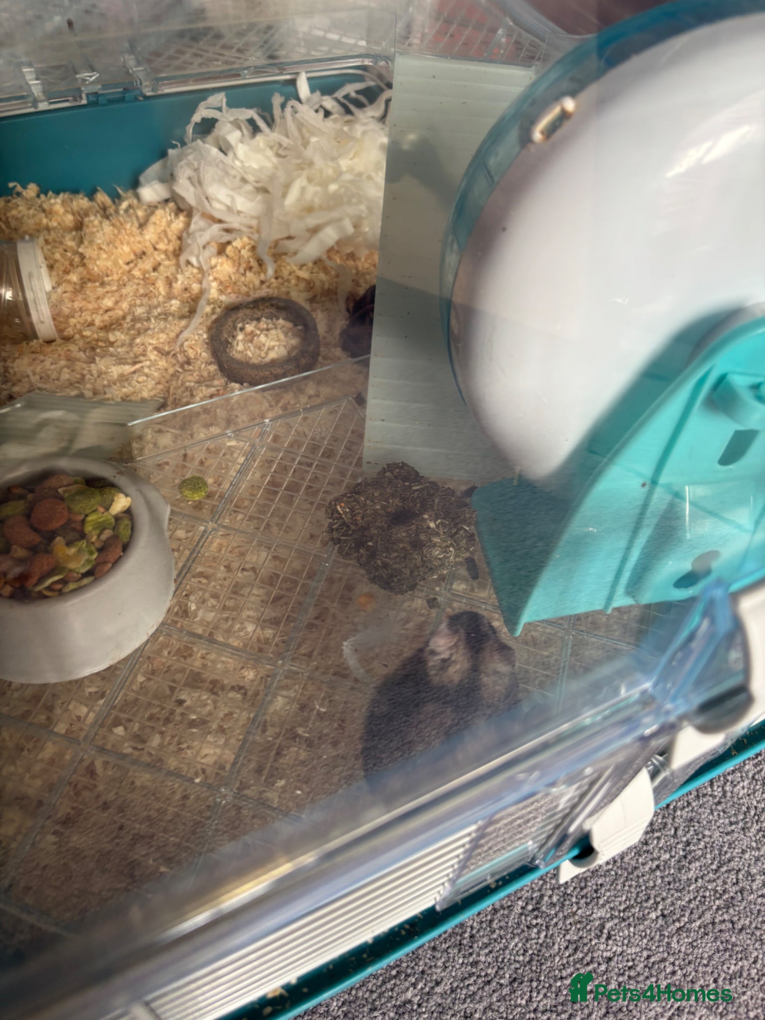 Hamster rodents for sale: Russian Dwarf Hamster  in Halesworth - Advert 2