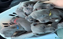 Staffordshire Bull Terrier dogs for sale: KC Registered Staffordshire Bull Terriers - Image 2
