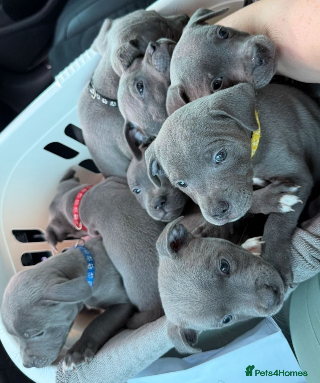 Staffordshire Bull Terrier dogs for sale: KC Registered Staffordshire Bull Terriers - Image 2