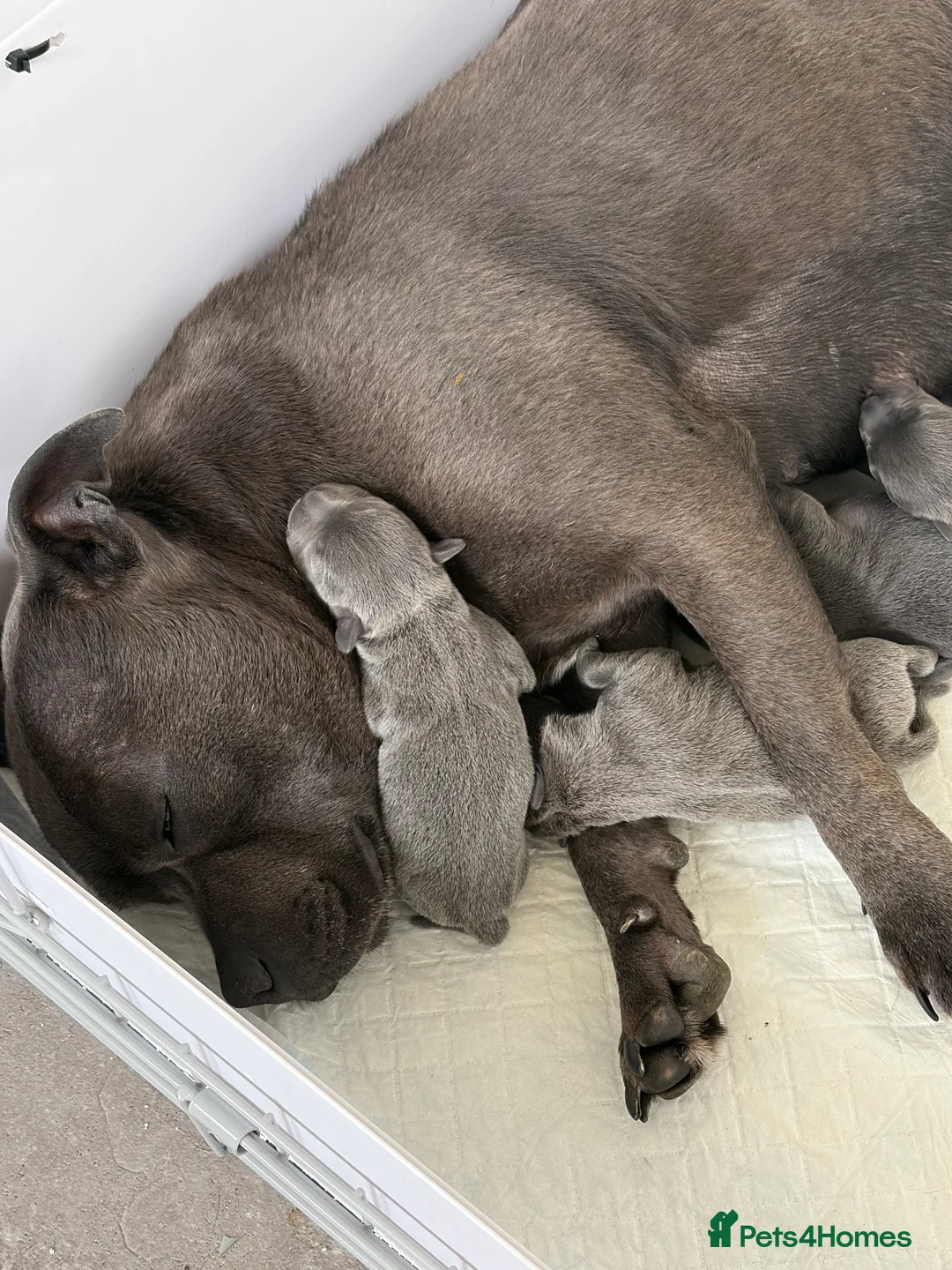 Staffordshire Bull Terrier dogs for sale: Beautiful Blue KC reg staff pups - Advert 4