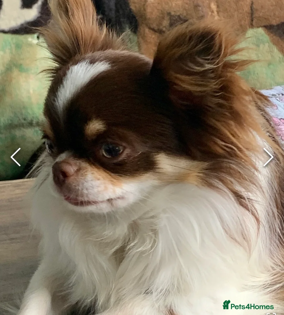 Chihuahua dogs for sale: Beautiful chihuahua puppies in Leatherhead - Advert 20