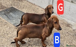 Dachshund dogs for sale: "READY GO STUNING 5 STANDARD DACHSHUND PUPPIES  - Image 11