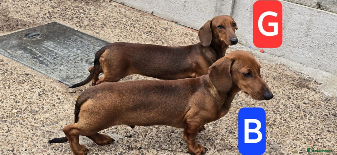 Dachshund dogs for sale: "READY GO STUNING 5 STANDARD DACHSHUND PUPPIES  - Image 11