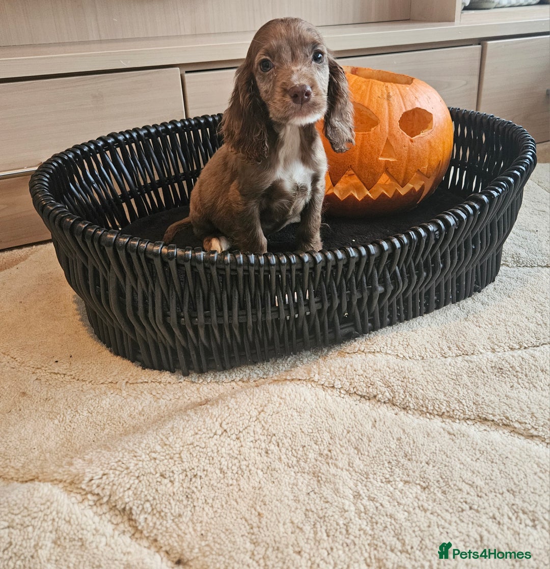 Cocker Spaniel dogs for sale: Working type cocker spaniels. Merle and Roan - Image 10