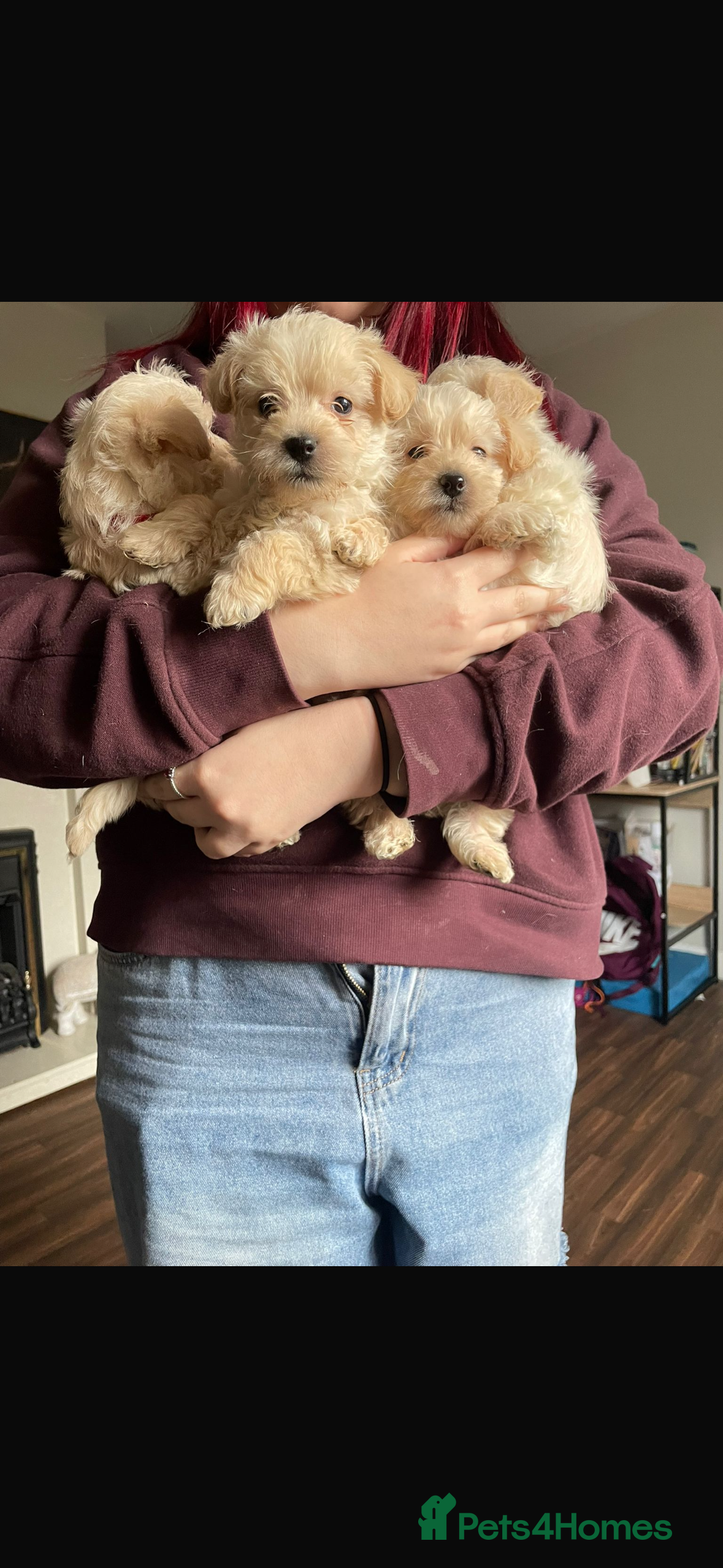 Westiepoo dogs Westiepoos in Chester-le-Street - Advert 1