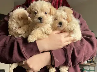 Westiepoo dogs Westiepoos in Chester-le-Street - Advert 1