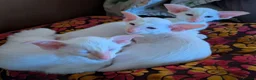 Siamese cats for sale: Red Point Siamese kitten for sale. in Widnes - Advert 3