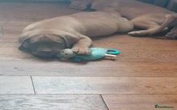 Dogue De Bordeaux dogs for sale: Gorgeous DOUGUE Babies - Image 27