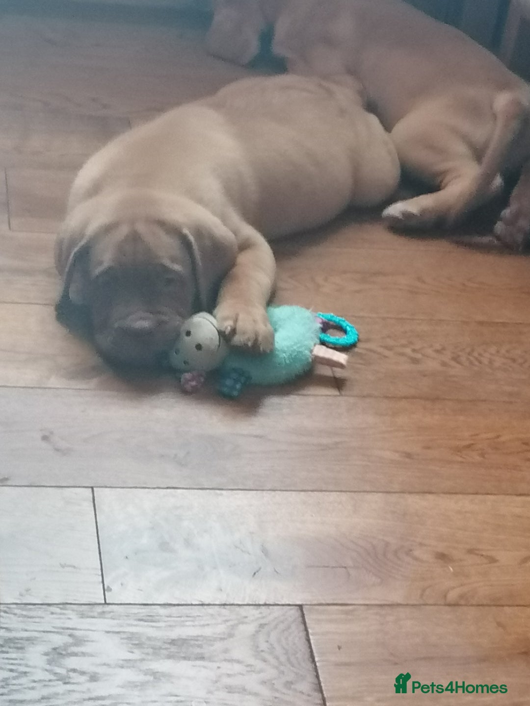 Dogue De Bordeaux dogs for sale: Gorgeous DOUGUE Babies - Image 27