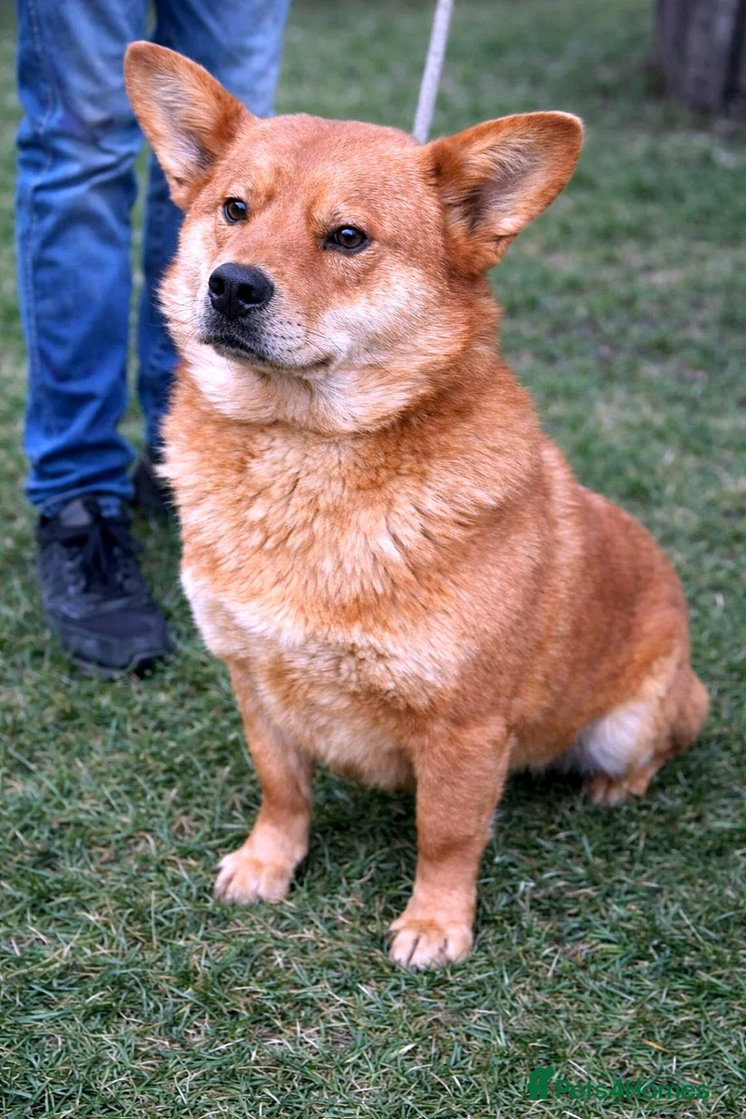 Mixed Breed dogs for adoption: 🤍 Kenji: the gentle soul waiting for you 🐾 - Advert 2