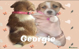 Jack Russell dogs for sale: miniature Jack Russell Puppies - Image 15