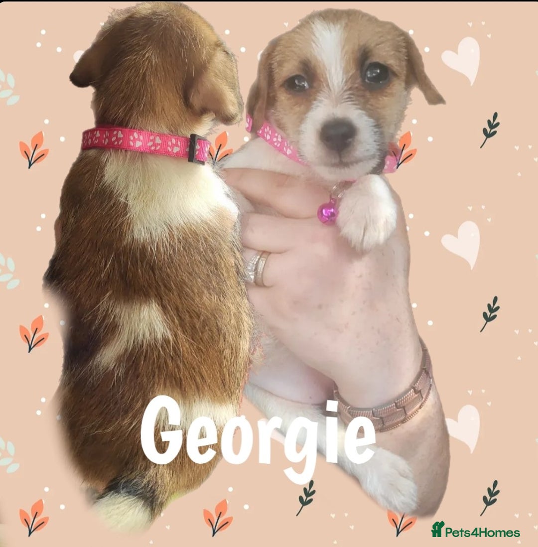 Jack Russell dogs for sale: miniature Jack Russell Puppies - Image 15