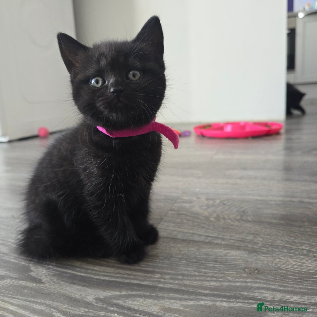 Mixed Breed cats for sale: BSH and Tuxedo Mix - Image 8