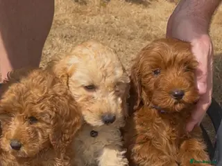 Cockapoo dogs Curly cockatoo ready now - Advert 1