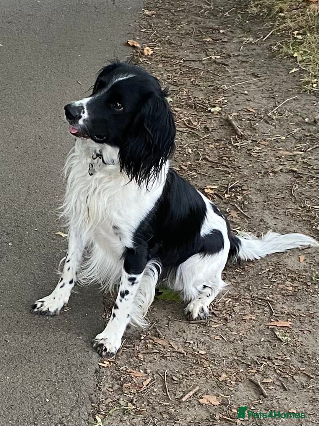 English Springer Spaniel dogs for stud: KC Stud only -English Springer spaniel  - Advert 4