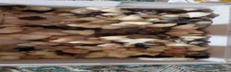Chickens poultry for sale: NEWLY HATCHED CHICKS & Chickens different age - Advert 4