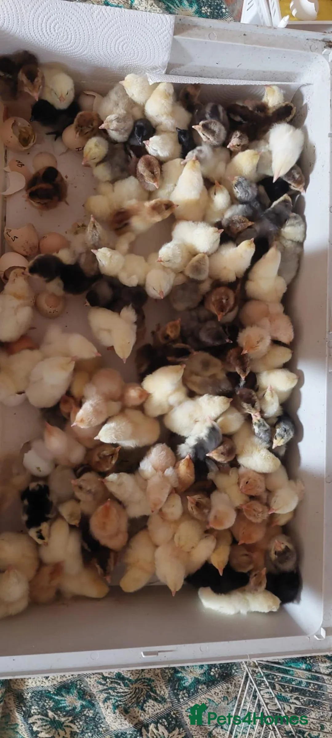 Chickens poultry for sale: NEWLY HATCHED CHICKS & Chickens different age - Advert 4