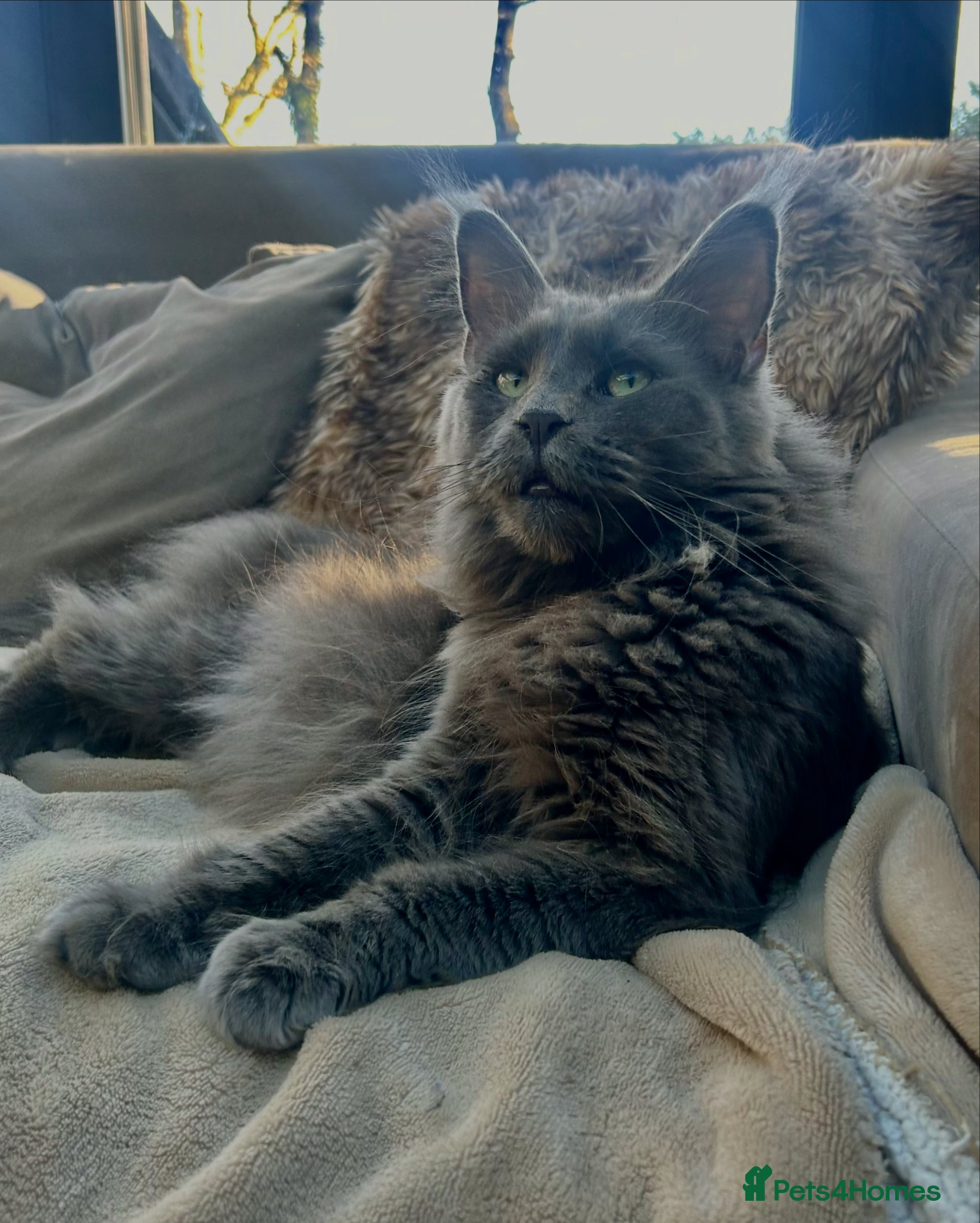 Maine Coon cats Kittens on the way! - Advert 2