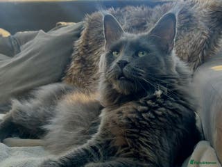 Maine Coon cats Kittens on the way! - Advert 6