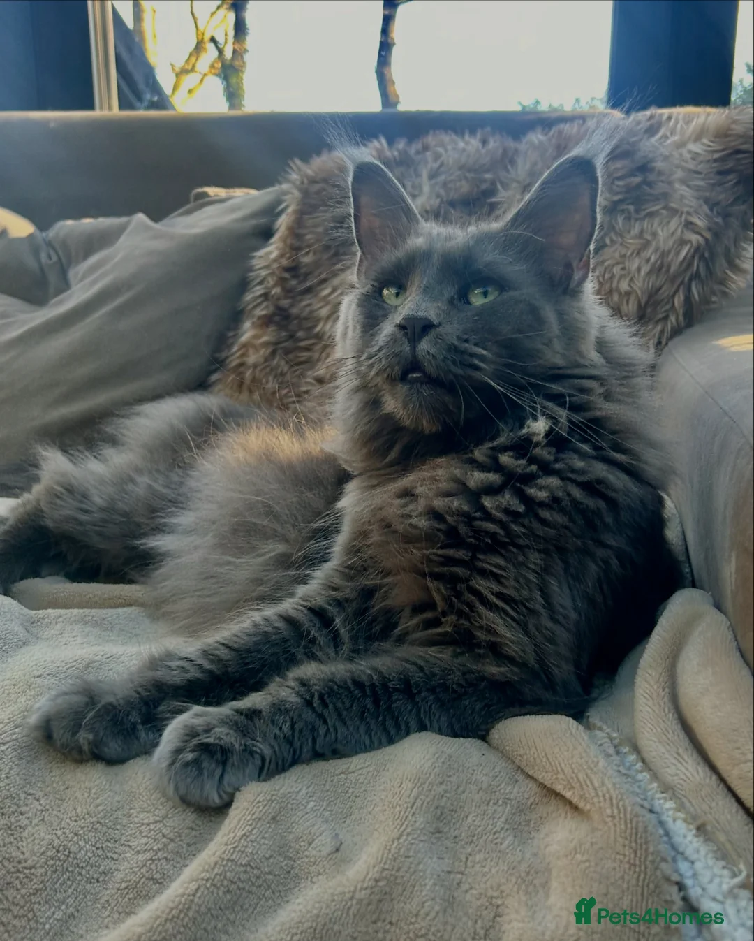 Maine Coon cats for sale: Kittens on the way! - Advert 2