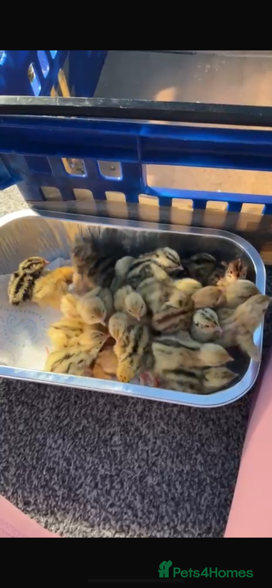 Quail poultry for sale: Coturnix Jumbo Quails chicks - Advert 2