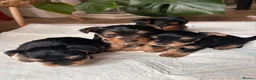 Yorkshire Terrier dogs for sale: Beautiful Yorkshire terrier puppies - Advert 1
