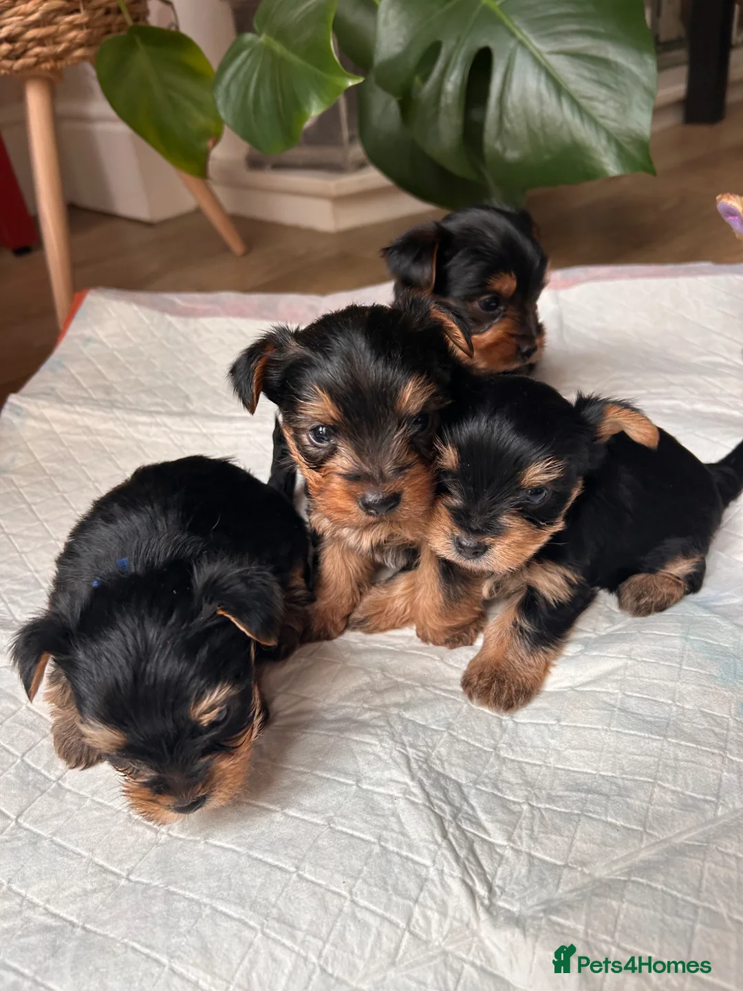 Yorkshire Terrier dogs for sale: Beautiful Yorkshire terrier puppies - Advert 1