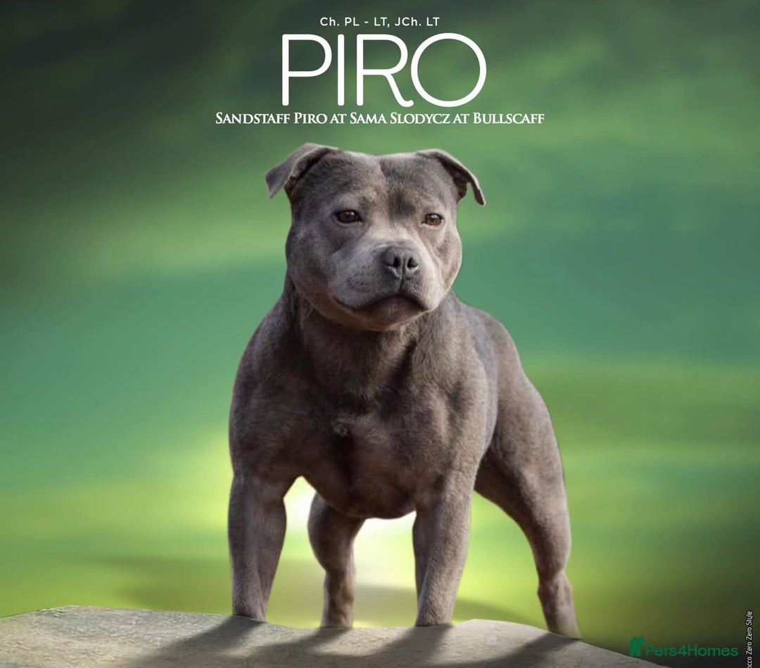 Staffordshire Bull Terrier dogs for stud: DELAMERES BLU THUNDER - Sully in Newton-le-Willows - Image 10