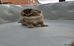 Scottish Fold cats for sale: Golden Scottish fold kittens - Image 6