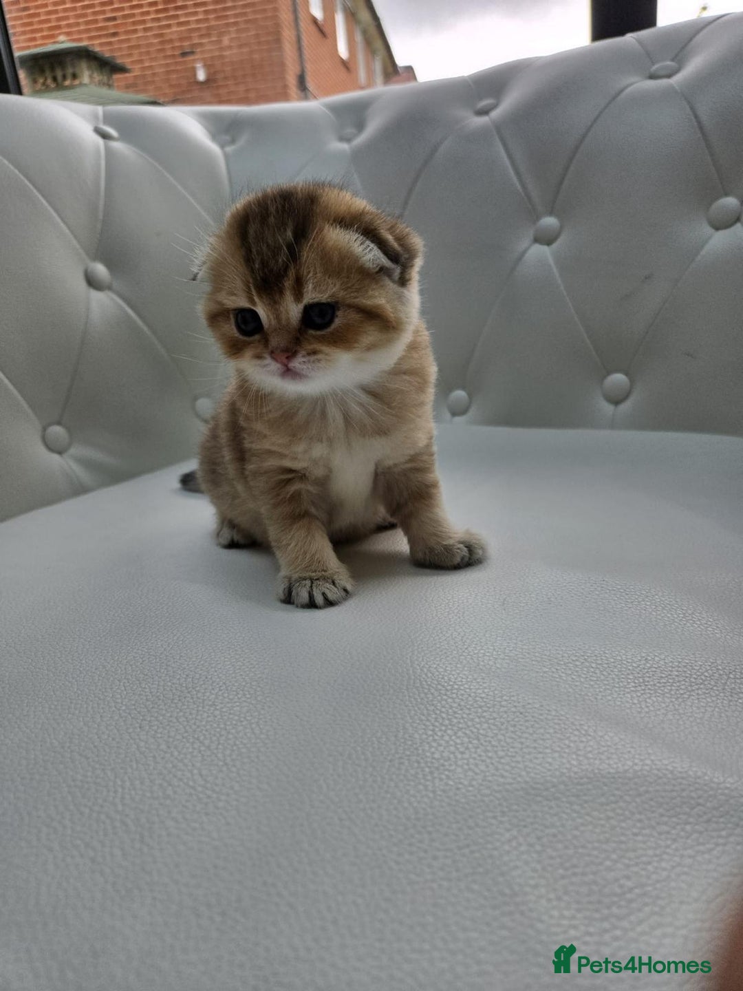 Scottish Fold cats for sale: Golden Scottish fold kittens - Image 6