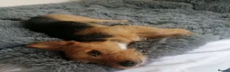 Mixed Breed dogs for sale: Yorkie Cross Jack Russell - Advert 3