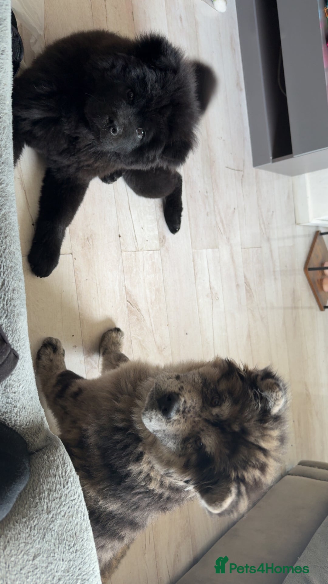 Chow Chow dogs for sale: Female Merle chow chow - Image 2