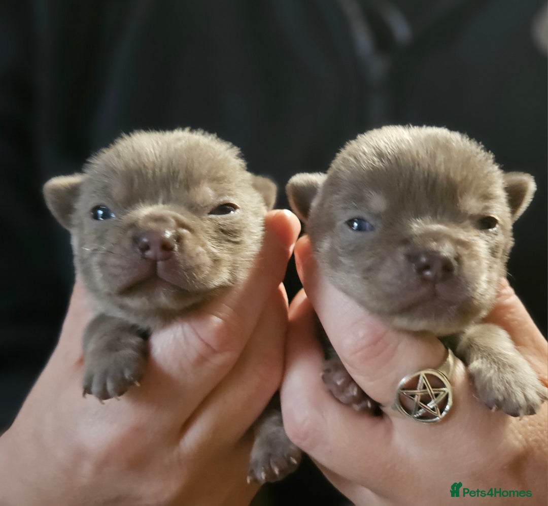 Chihuahua dogs for sale: KC REG Lilac chihuahua puppies - Image 1