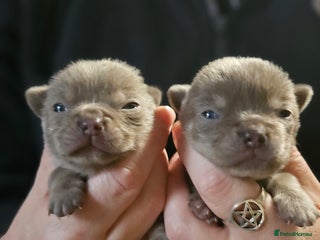 Chihuahua dogs - Advert 9