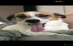 Mixed Breed dogs for sale: Poppy - Image 3