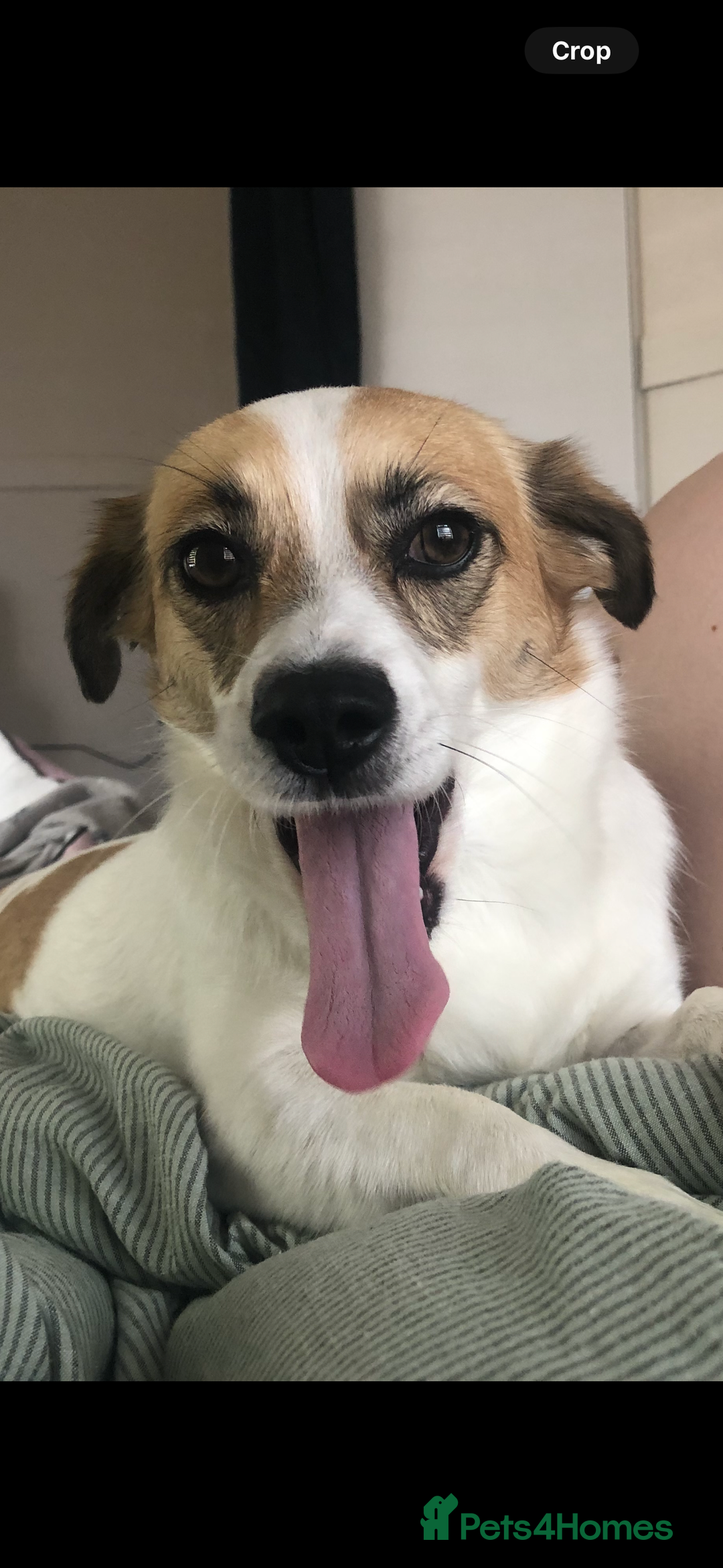 Mixed Breed dogs for sale: Poppy - Image 3