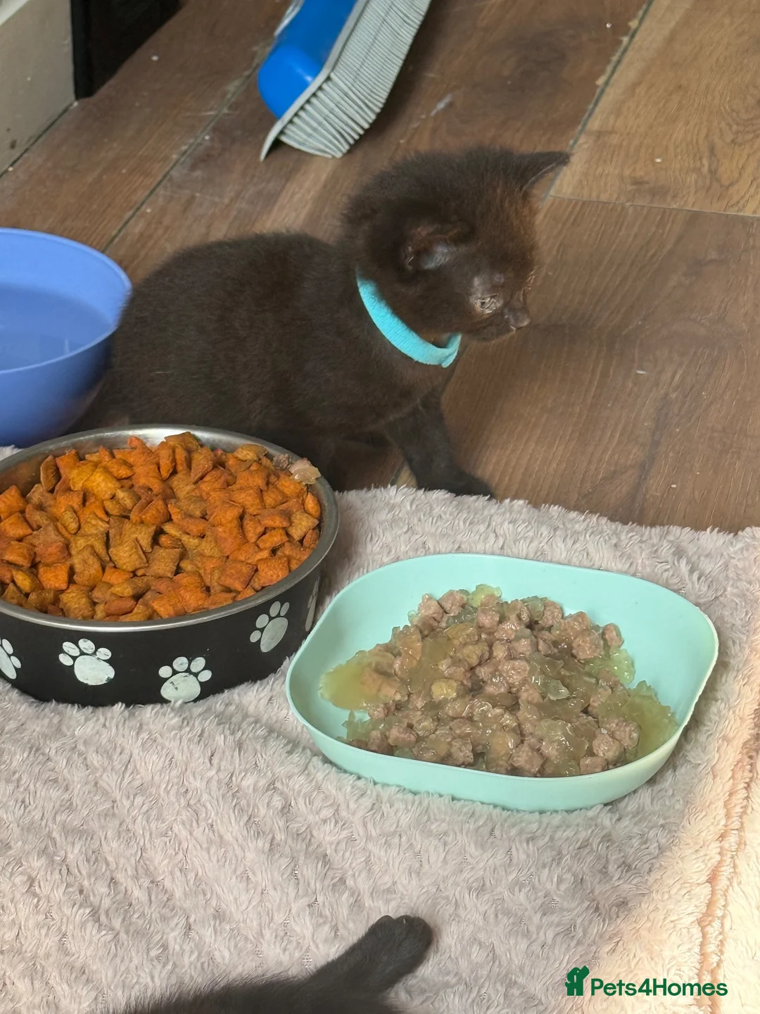 Mixed Breed cats for sale: Tuxedo mix kitten in Birmingham - Advert 7