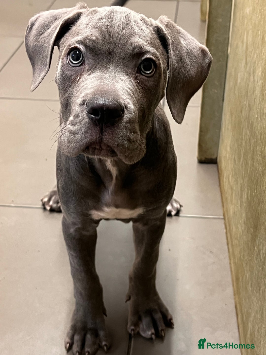 Cane Corso dogs for sale: 🐾 Majestic Cane Corso Puppies –Loyal Guardians 🐾 - Advert 2