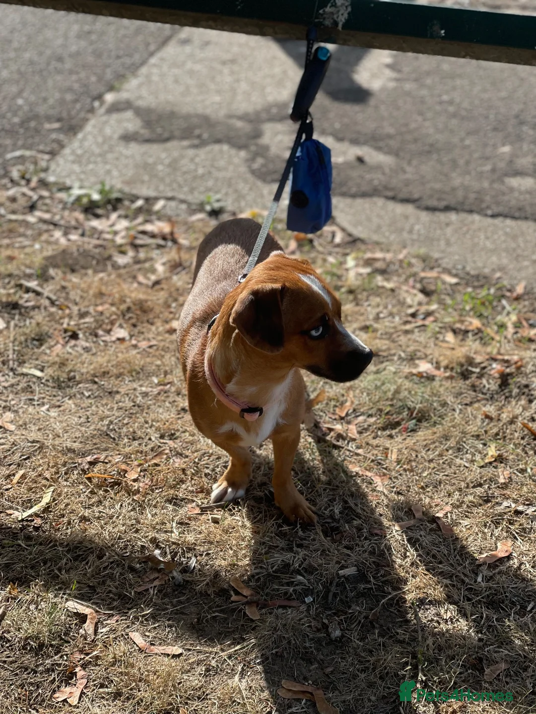 Mixed Breed dogs for sale: Dachshund x Pug 8 Months Old Baby Pixy - Advert 2