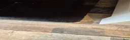 Goldfish fish for sale: Large fishtank for sale - Advert 9