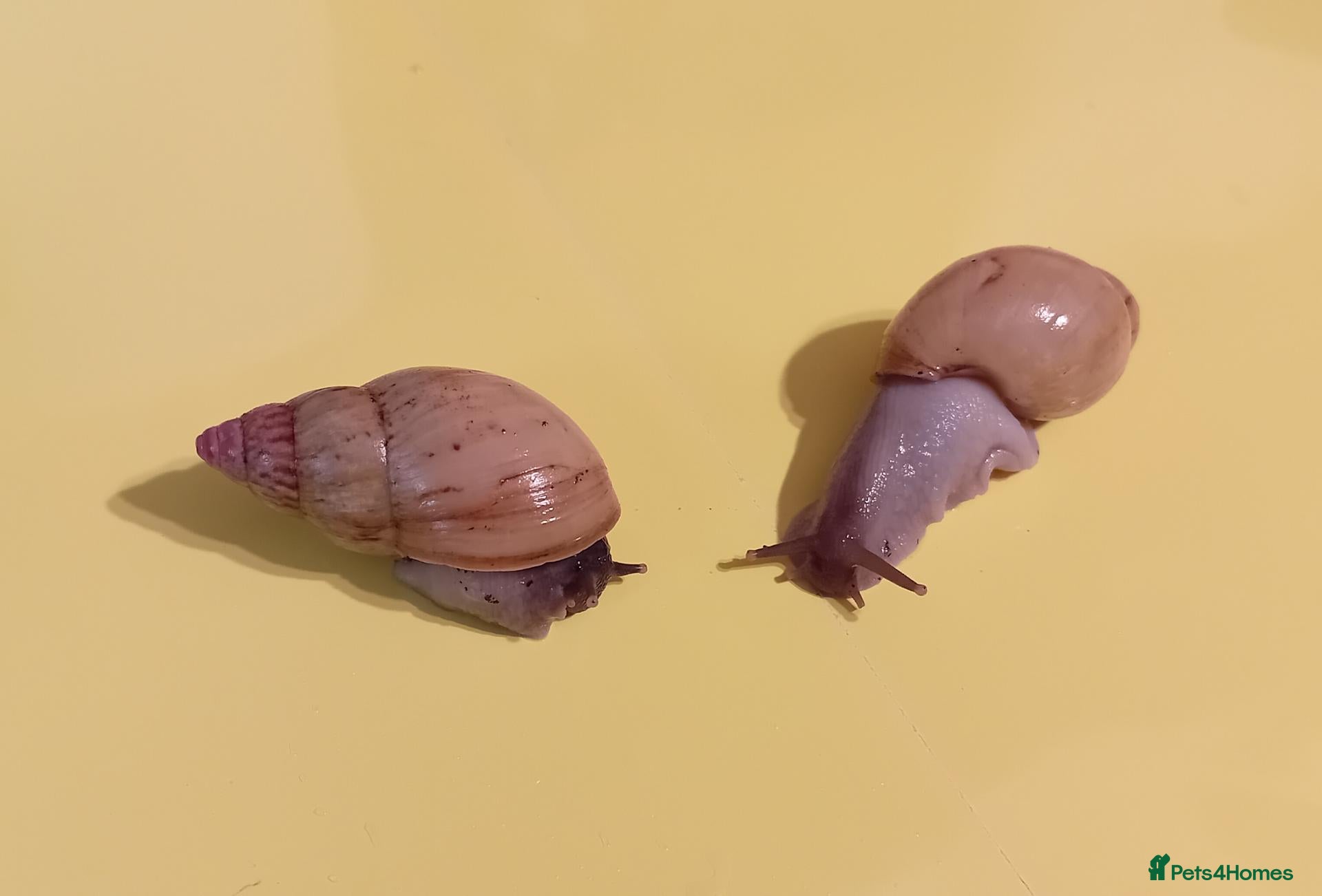 Snails invertebrates ZANZIBAR GIANT AFRICAN LAND SNAILS - Advert 1